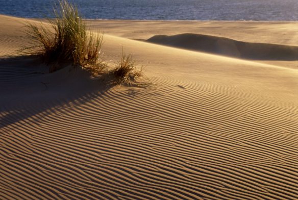 A view across an area of rippled sand at Whiteford Burrows, Gower Peninsula, Wales Credit: National Trust Images/David Noton